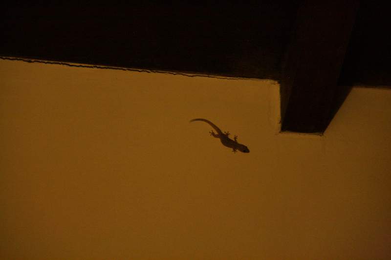 India & Nepal 2011 - 0611